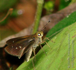 Lepidoptera