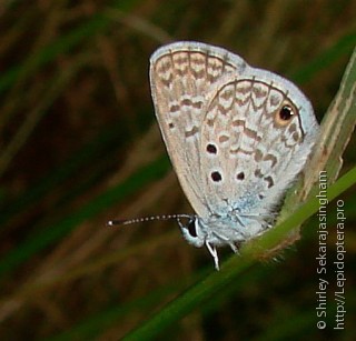 Lepidoptera