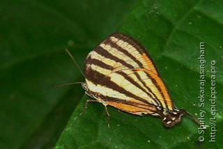 Lepidoptera