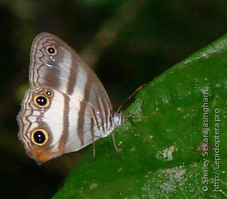 Lepidoptera