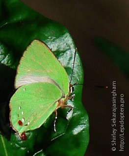 Lepidoptera