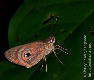 Lepidoptera