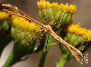 Lepidoptera