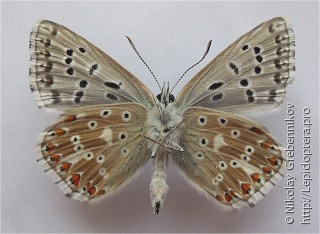 Polyommatus coridon