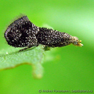 Lepidopteraincertissedoidea
