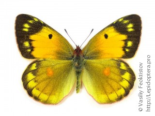 Colias myrmidone