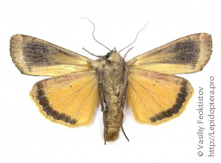 Noctua pronuba