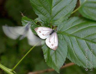 Pieris napi