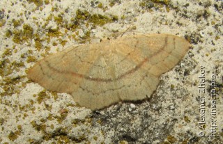 Самец  Cyclophora linearia