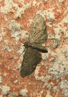 Имаго  Eupithecia tripunctaria