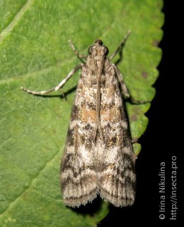 Dioryctria sylvestrella