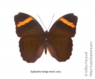 Euphaedra losinga