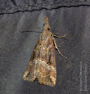 Hypena rostralis