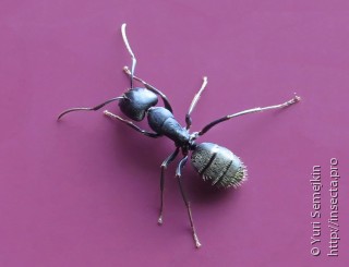 Имаго  Camponotus japonicus