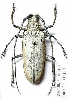 Самка  Batocera hercules