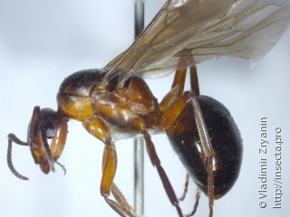 Formica rufa