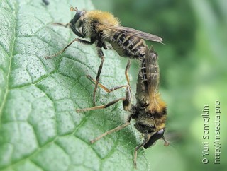 Criorhina ussuriana