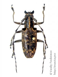 Epepeotes luscus