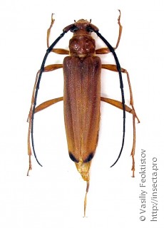 Самка  Hyphus apicalis