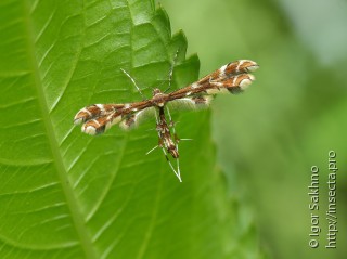 Geina didactyla