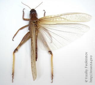 Имаго  (Locusta migratoria)