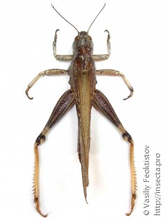 Имаго  (Locusta migratoria)