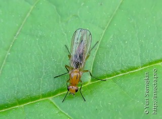 Diptera