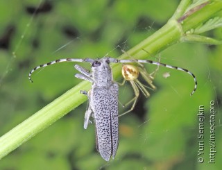 Имаго  Saperda similis