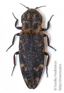 Danosoma conspersum