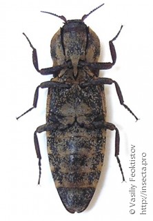 Danosoma conspersum