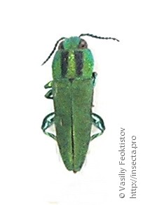 Cratomerus