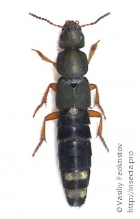 Platydracus fulvipes