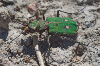 Cicindela campestris