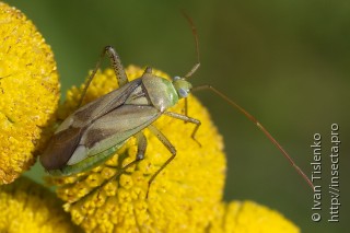 Adelphocoris lineolatus