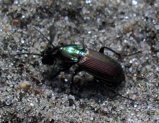 Poecilus lepidus