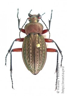 Carabus cancellatus