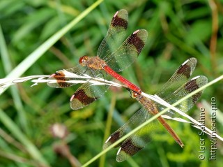 Sympetrum pedemontanum