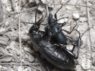 Carabus hungaricus