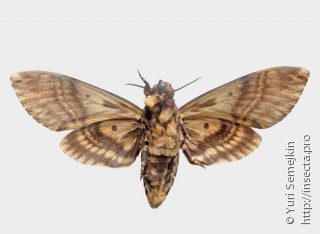 Acherontia lachesis