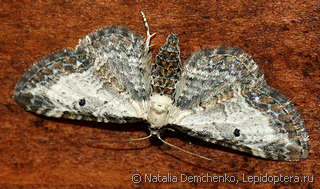 Имаго  (Eupithecia succenturiata)