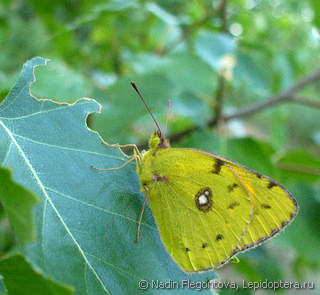 Colias myrmidone