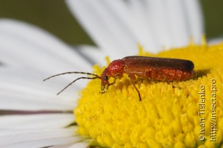 Rhagonycha fulva