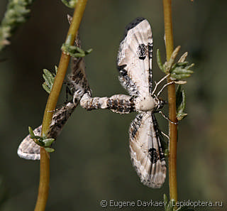 Самец и самка  (Eupithecia centaureata)