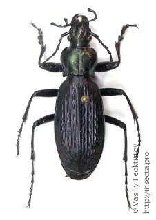 Carabus koltzei