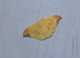 Tridrepana microcrocea