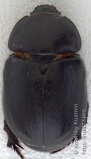 Pentodon idiota