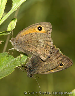 Самец и самка  (Hyponephele lycaon)