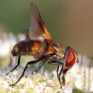Самка  Ectophasia crassipennis