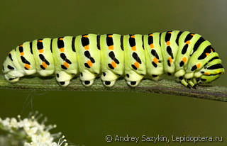 Papilio machaon