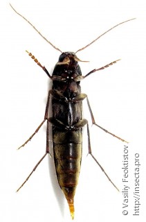 Самец  Serropalpus barbatus